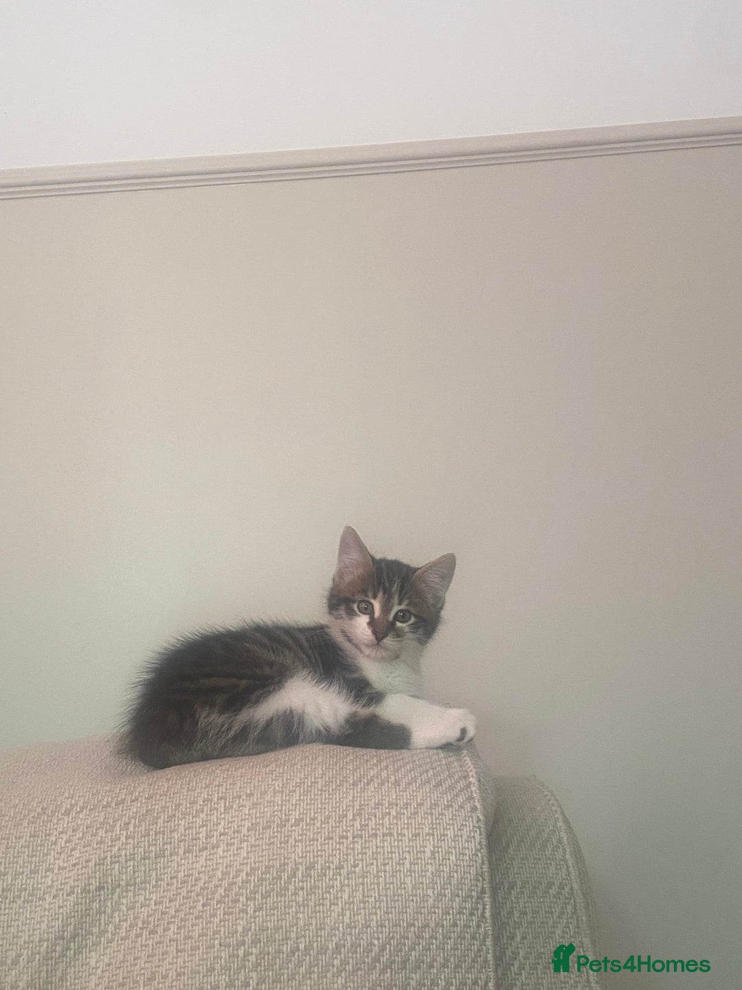 Norwegian Forest Cat cats for sale: Our special boy - Advert 3