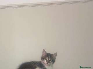 Norwegian Forest Cat cats Our special boy - Advert 1