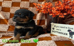 Rottweiler dogs for sale: The best of the best Rottweilers  - Image 8