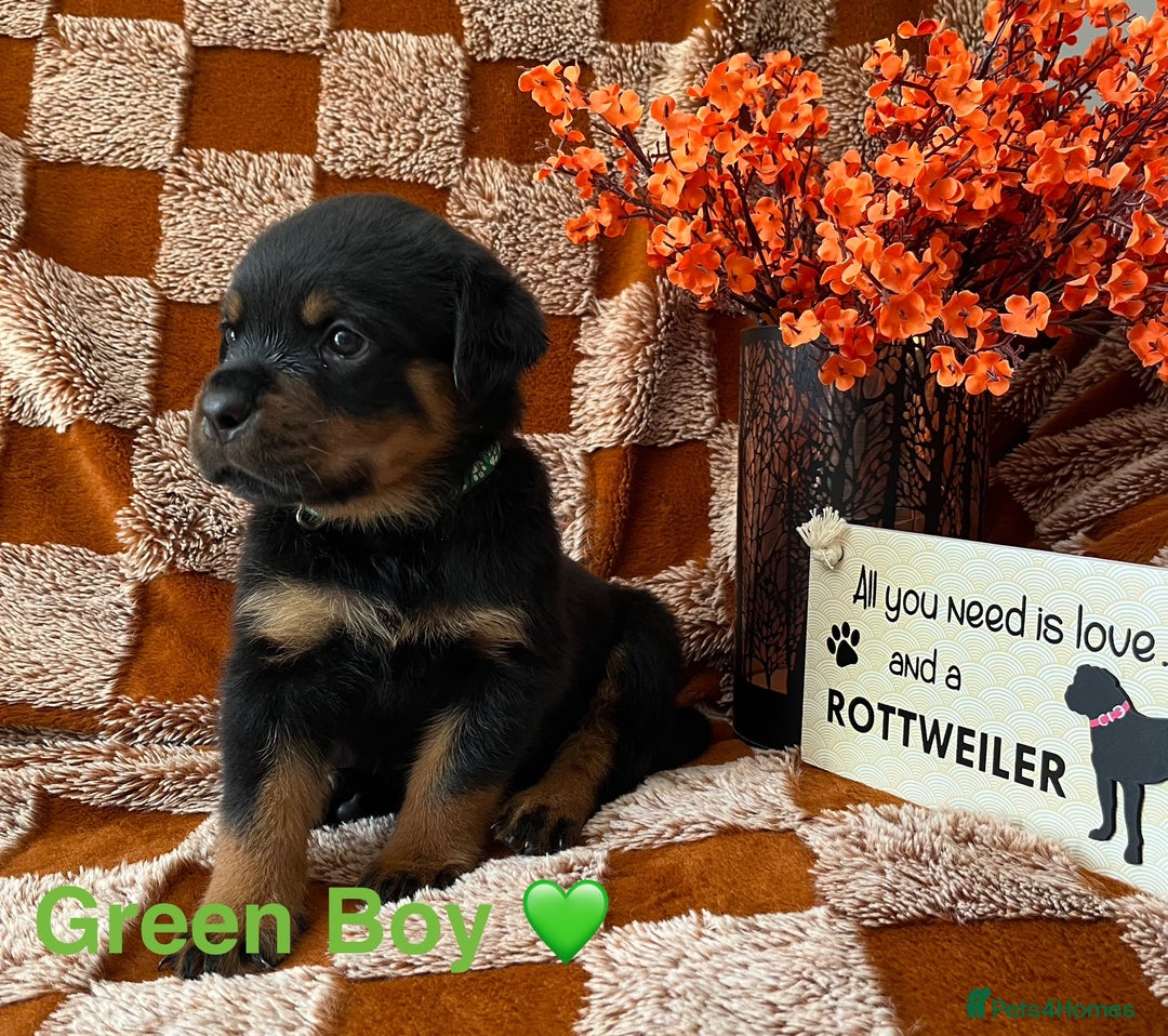 Rottweiler dogs for sale: The best of the best Rottweilers  - Image 8