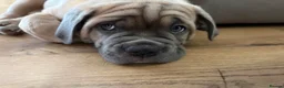 Cane Corso dogs for sale: Cane corso pups  - Advert 11