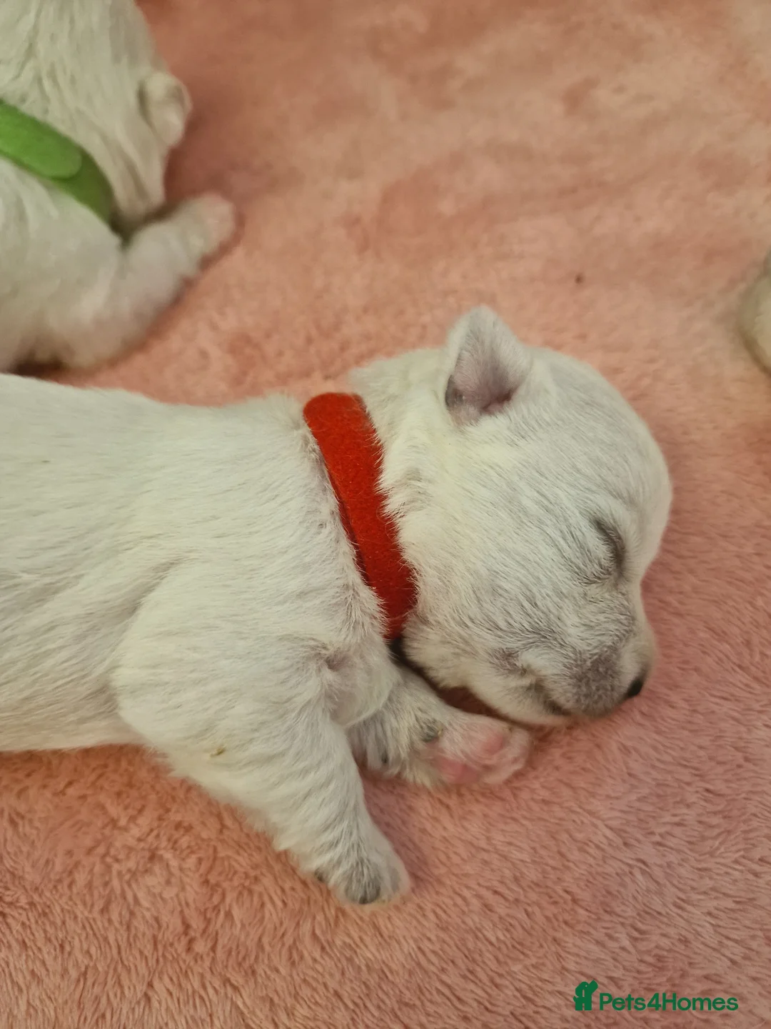 West Highland Terrier dogs for sale: Outstanding! Westie puppies - Advert 9