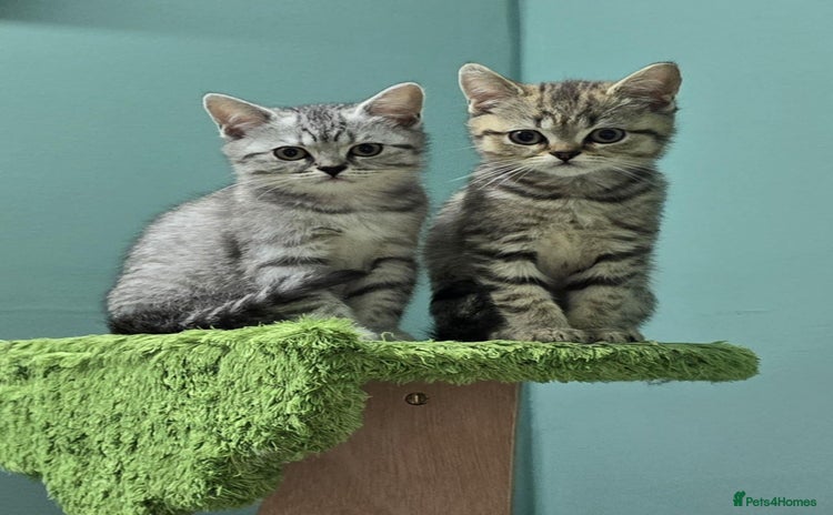 British Shorthair cats - Advert 1