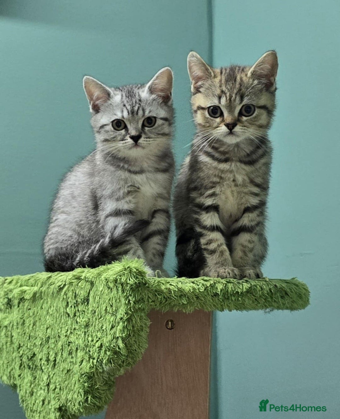 Shorthair Kittens British Shorthair Retired Cats Cat Breeds Rspca
