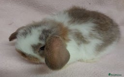 Mini Lop rabbits for sale: Mini Lops- vaccinated with new vaccine in Ashford - Image 4
