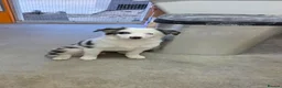 Border Collie dogs for sale: Border Collie- Blue Merle. - Advert 4