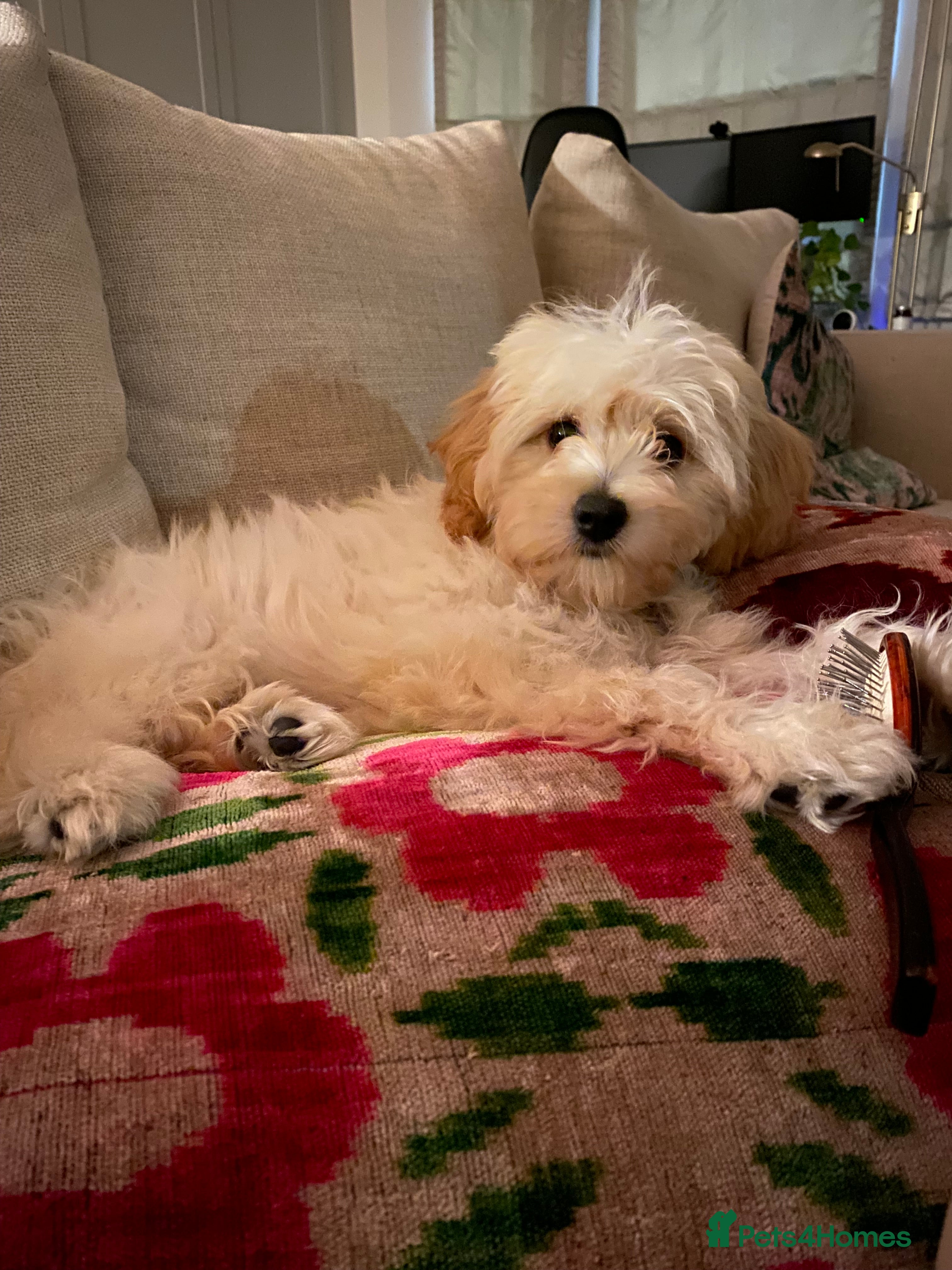 Cavapoochon dogs Beautiful Toy Cavapoochon (health tested) - Advert 1