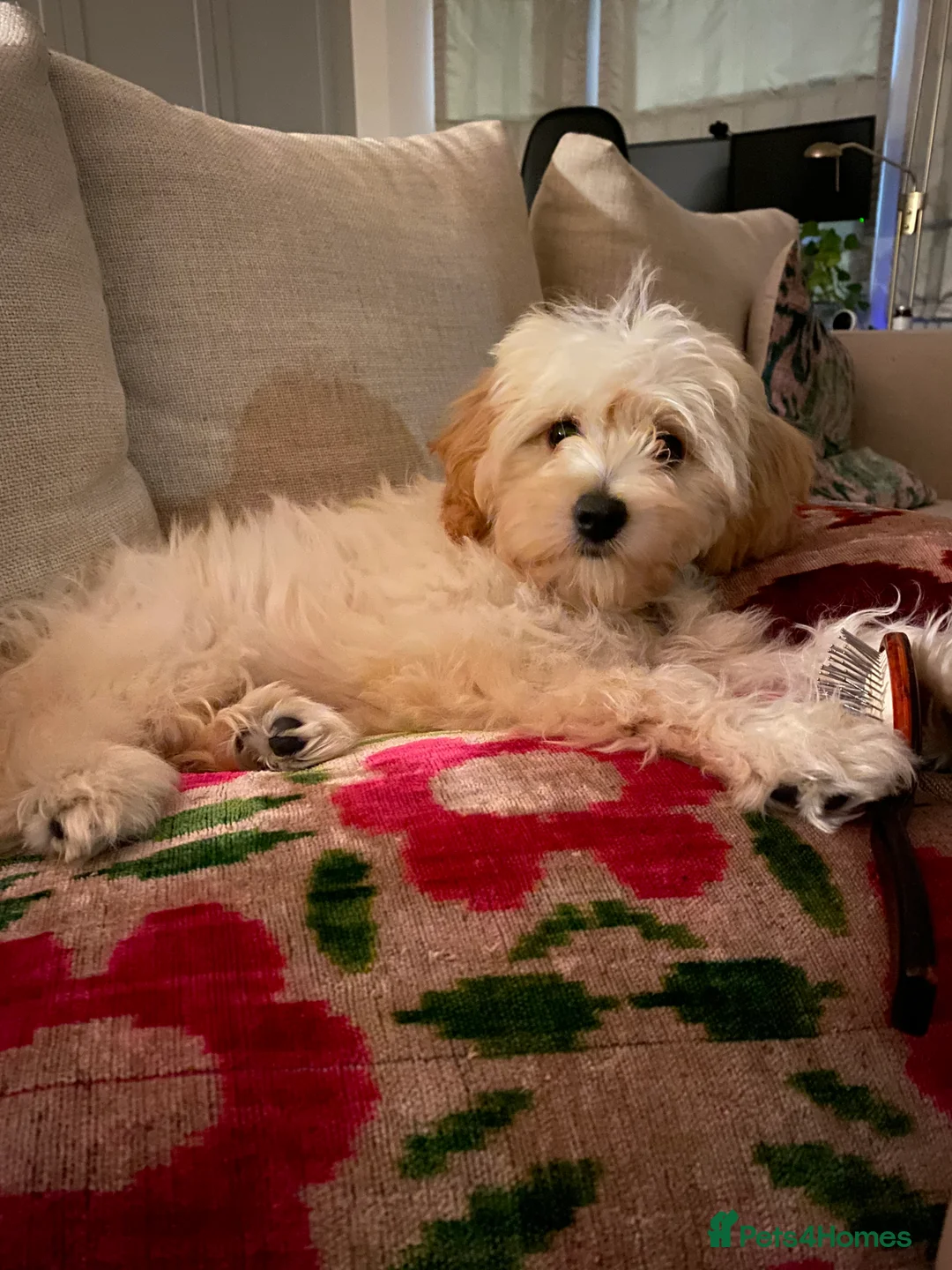 Cavapoochon dogs for sale: Beautiful Toy Cavapoochon (health tested) - Advert 1