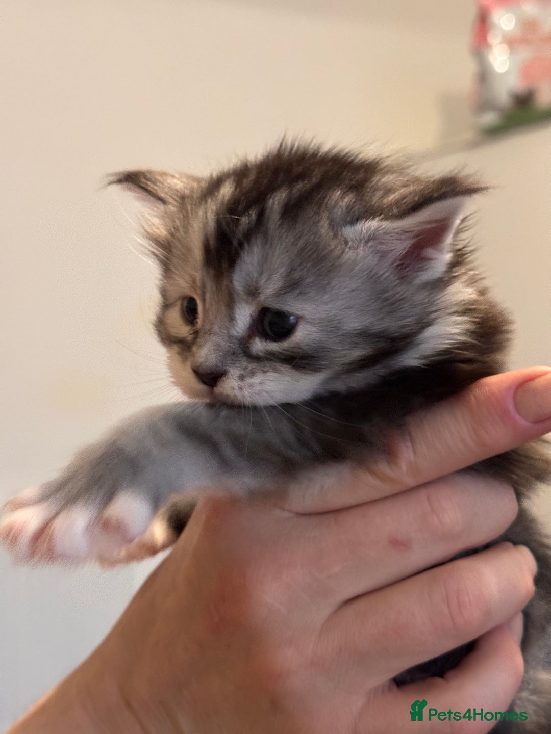 Maine Coon cats for sale: Gorgeous Shaded Line Maine Coon Kittens - Advert 12