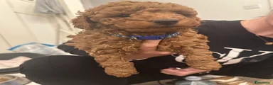 Miniature Poodle 2