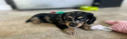 Miniature Dachshund dogs for sale: Adorable Miniature Dachshund Puppies  in Manchester - Advert 6