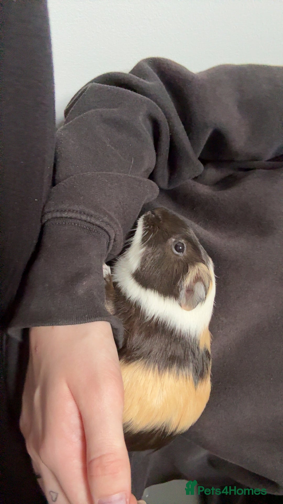 Guinea Pig rodents for sale: Two male guinea pigs - Advert 4