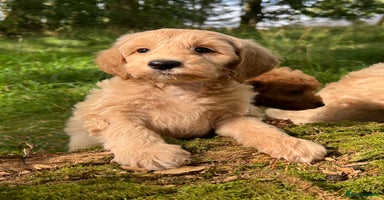 Labradoodle dogs - Advert 15