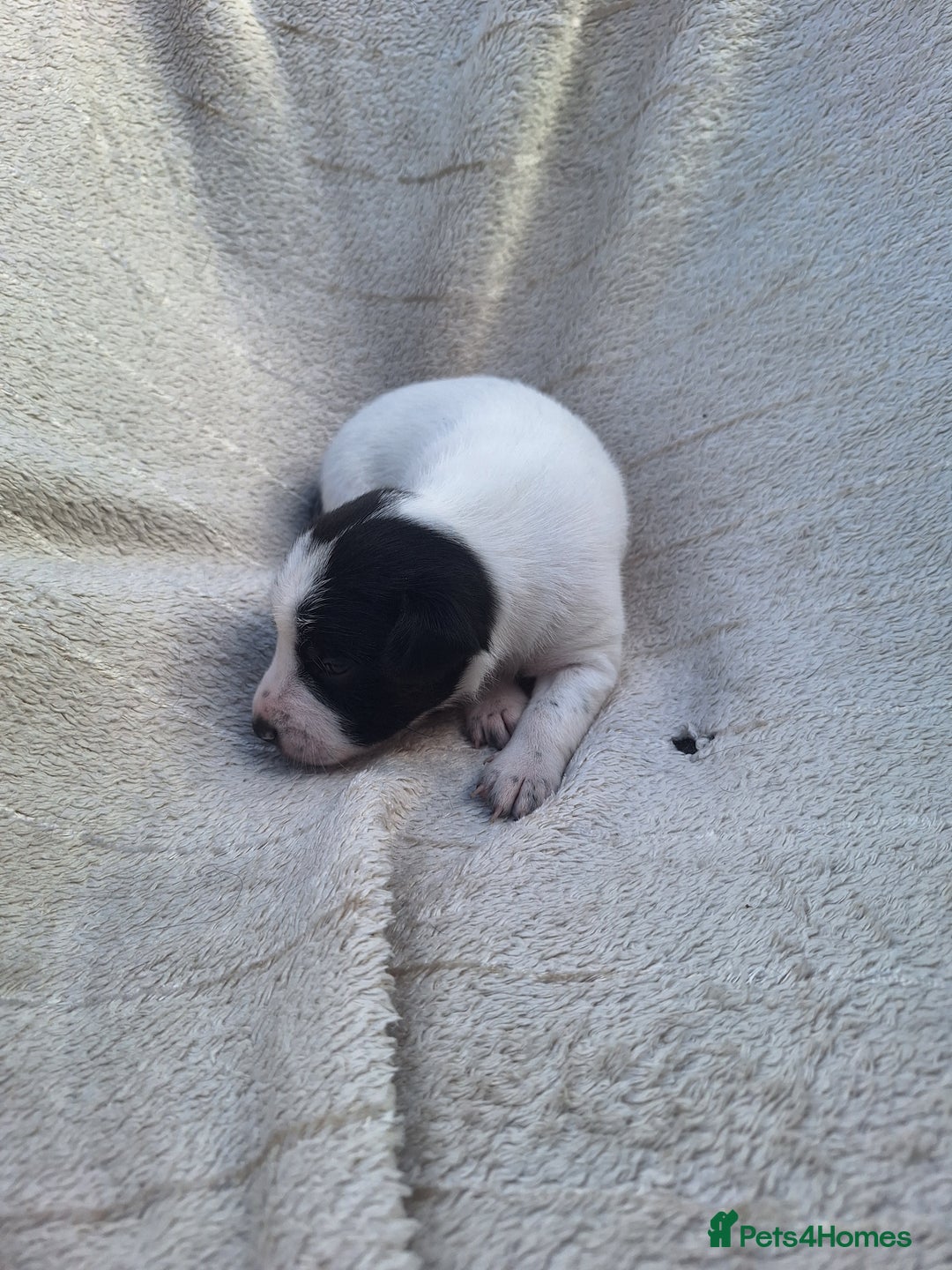 Mixed Breed dogs for sale: Spanish jack Russell (bodeguero) x border collie - Image 19