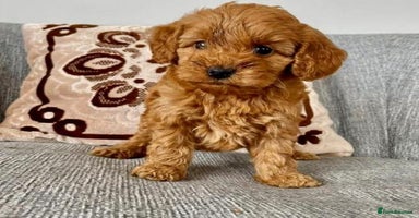 Cavapoo dogs - Advert 5