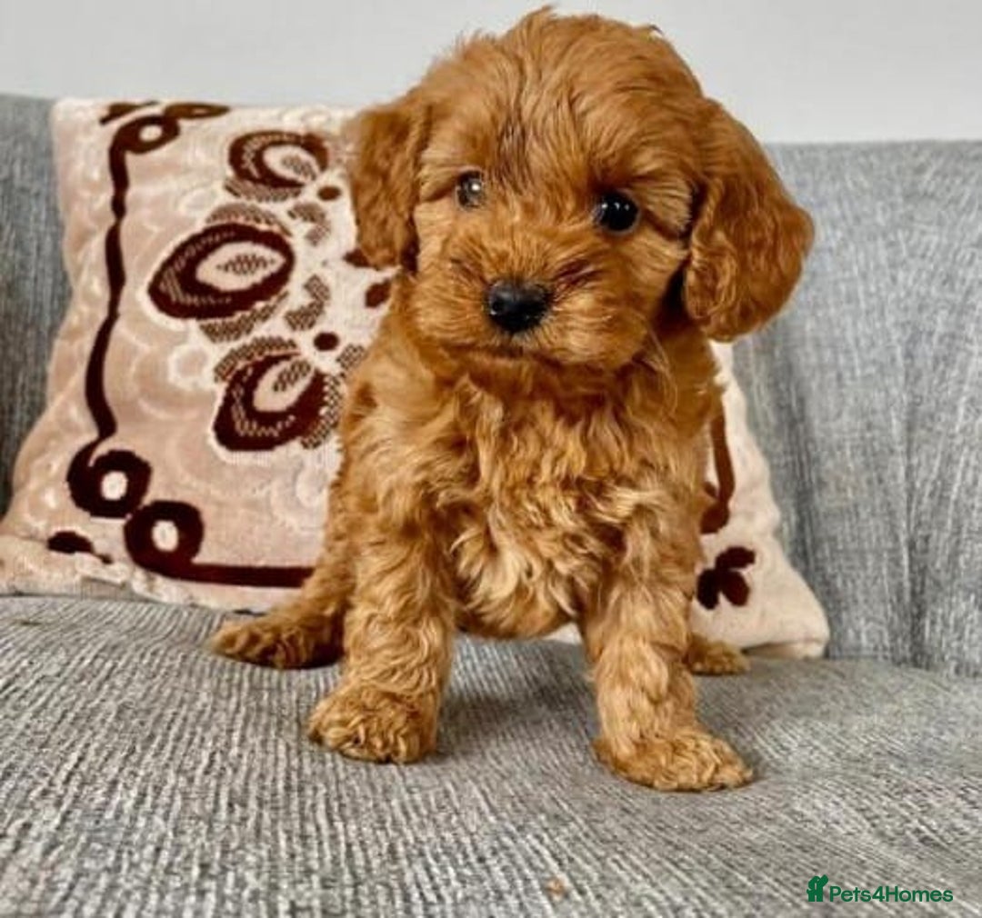 Cavapoo dogs for sale: Extensively Health tested Cavapoo puppies - Image 2