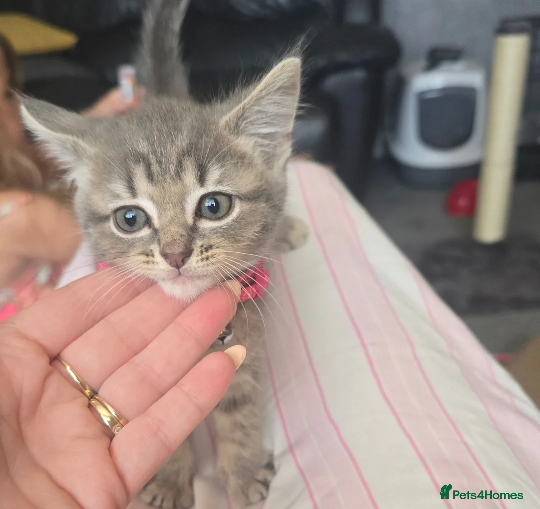 Mixed Breed cats for sale: Silver grey tabby kitten 8 wks - Advert 2