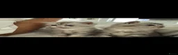 Persian cats for sale: Fluffy Persian & Tabby Silver Snow kittens  - Advert 1