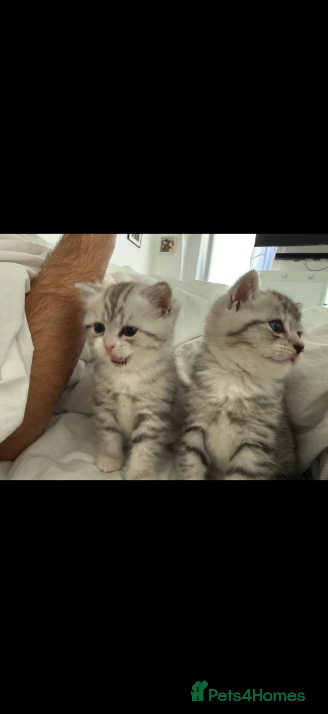 Persian cats for sale: Fluffy Persian & Tabby Silver Snow kittens  - Advert 1