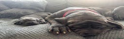 Neapolitan Mastiff dogs for sale:  3 black girl Neapolitan mastiff puppie Newcastle  - Advert 3