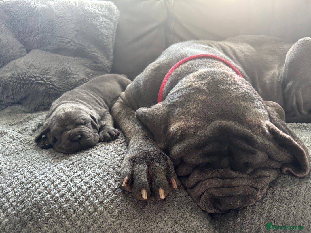 Neapolitan Mastiff dogs for sale:  Neapolitan mastiff puppies Newcastle  - Image 28