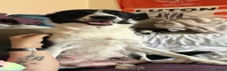Border Collie dogs for sale: 4 boys 4 girls border collie for sale - Advert 1