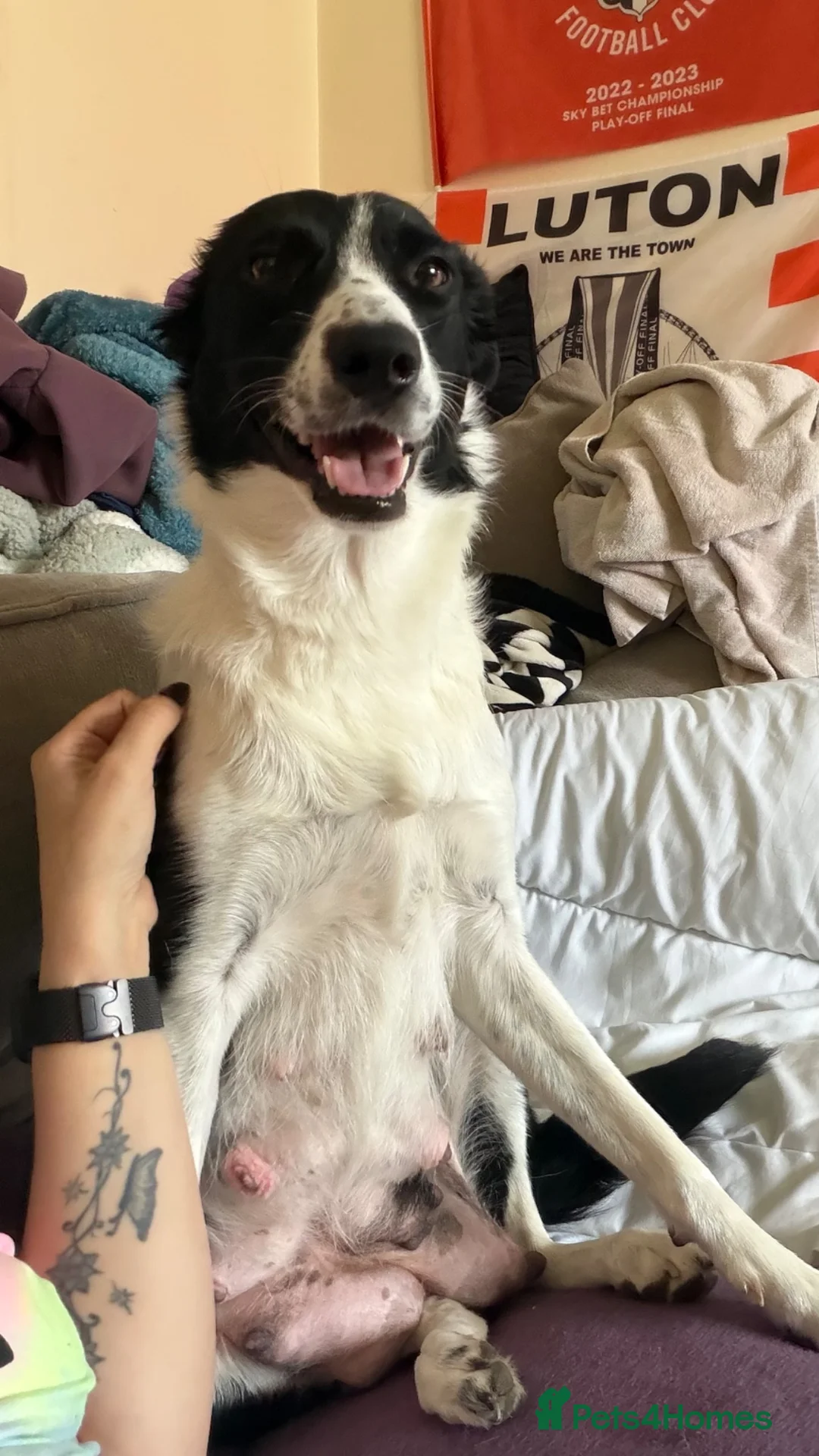 Border Collie dogs for sale: 4 boys 4 girls border collie for sale - Advert 1