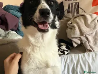 Border Collie dogs 4 boys 3 girls border collie for sale - Advert 1