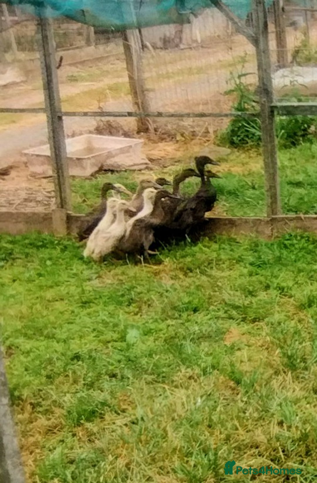 Ducks poultry for sale: Female Indian Runner Ducklings  - Image 2