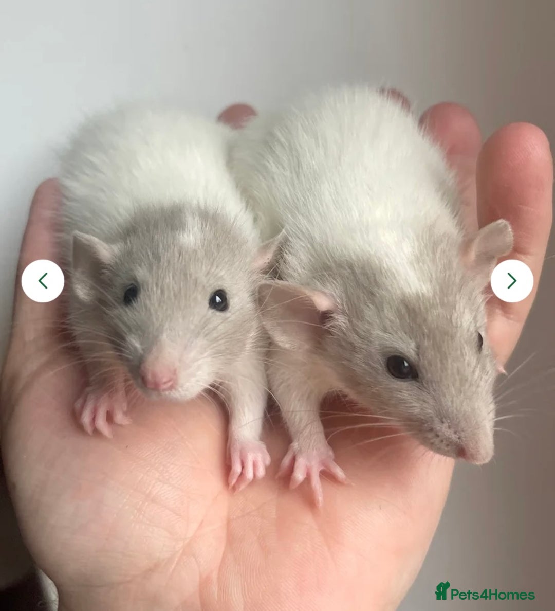 Rat rodents for sale: 🐭Dumbo Rex & Straight Coat Rats Available 🐭 - Image 9
