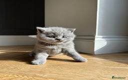 British Shorthair cats for sale: Charming GCCF British Shorthair Kittens 🐈‍⬛  - Image 27