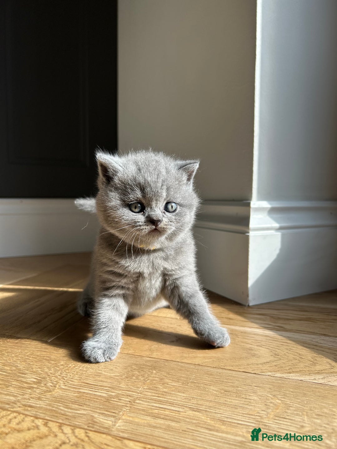 British Shorthair cats for sale: Charming GCCF British Shorthair Kittens 🐈‍⬛  - Image 27
