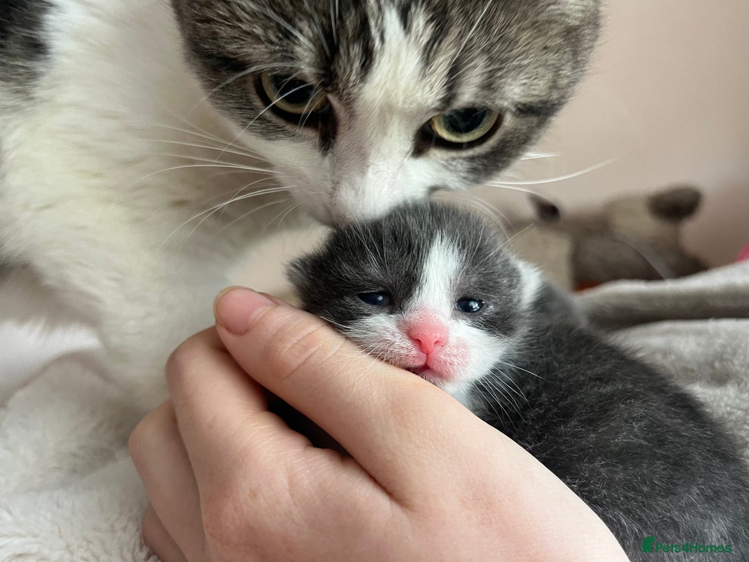 Mixed Breed cats for sale: Female Russian blue and British shorthair mix  - Image 19