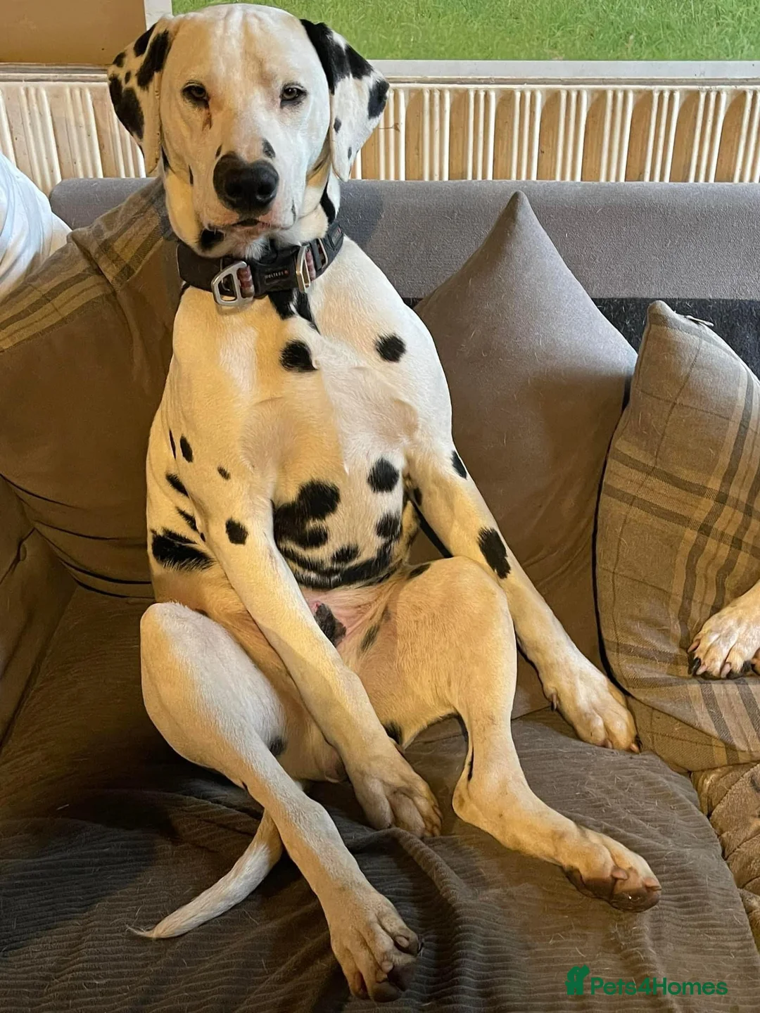 Dalmatian dogs for stud: CRUFTS QUALIFIED FOR LIFE HEALTH TESTED in Aberdare - Advert 15