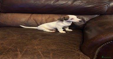 Jack Russell dogs - Advert 4