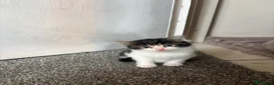 Tabby and white female