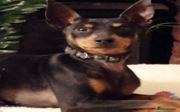 English Toy Terrier dogs for sale: Quality English toy terrier Male  puppy - Image 7