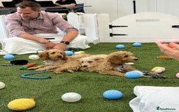 Cockapoo dogs for sale: 🐾STUNNING F1 COCKERPOOS REG BREEDER🐾 - Image 14