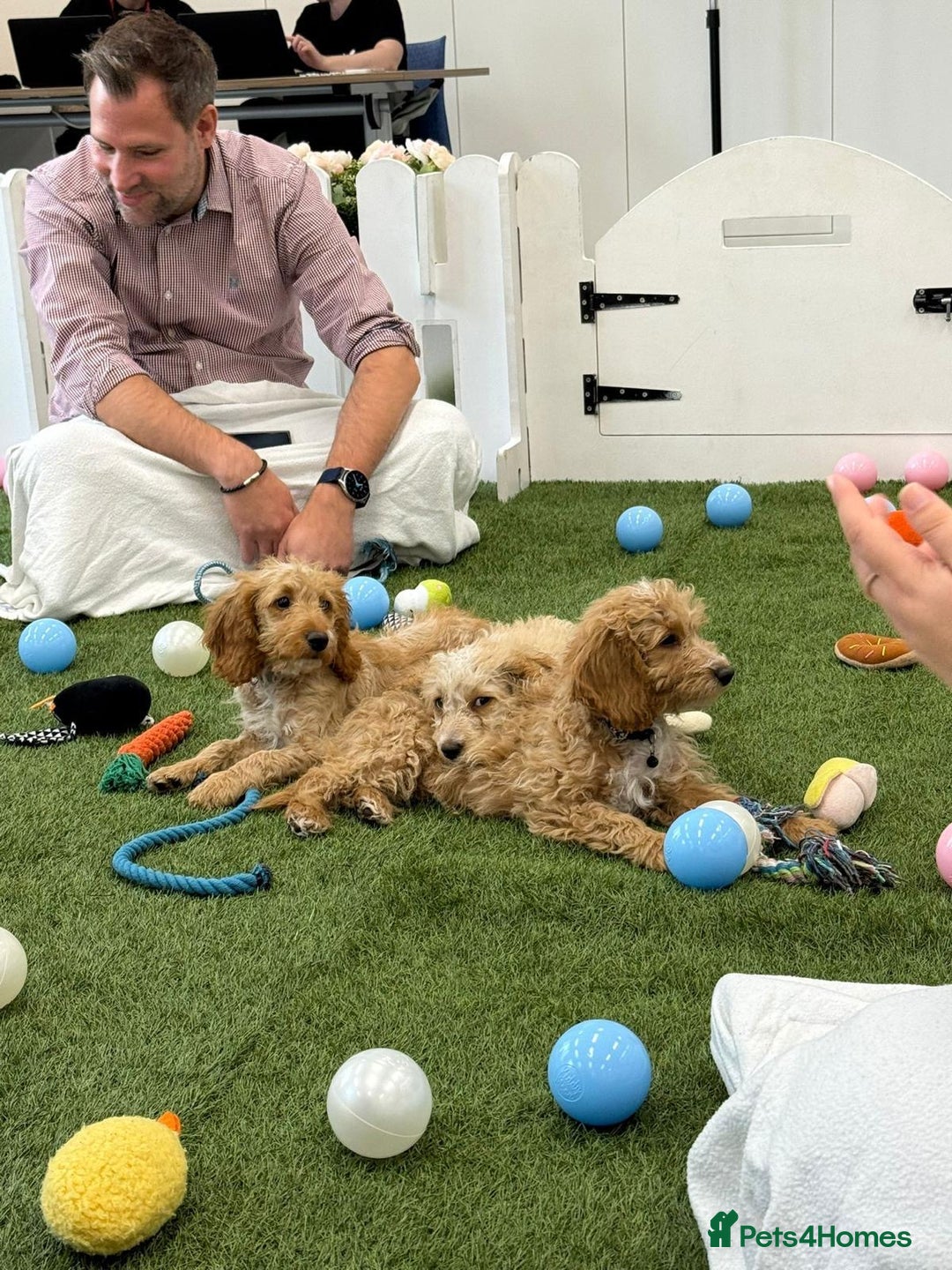 Cockapoo dogs for sale: 🐾STUNNING F1 COCKERPOOS REG BREEDER🐾 - Image 14