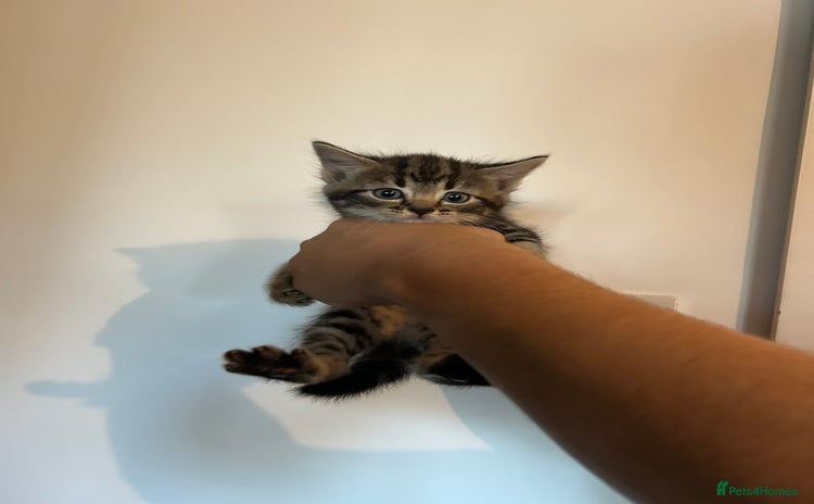 Mixed Breed cats - Advert 12
