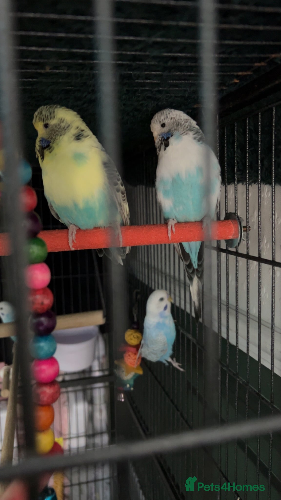 Budgerigars birds Exhibition female budgies - Advert 4