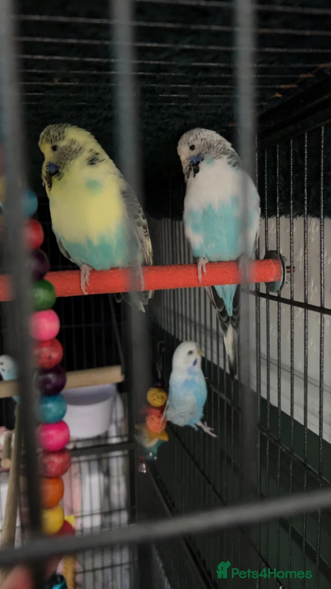 Budgerigars birds for sale: Exhibition female budgies - Advert 1