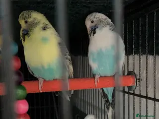 Budgerigars birds Exhibition female budgies - Advert 4