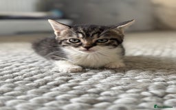 Persian cats for sale: Persian Russian doll x kittens  - Image 5