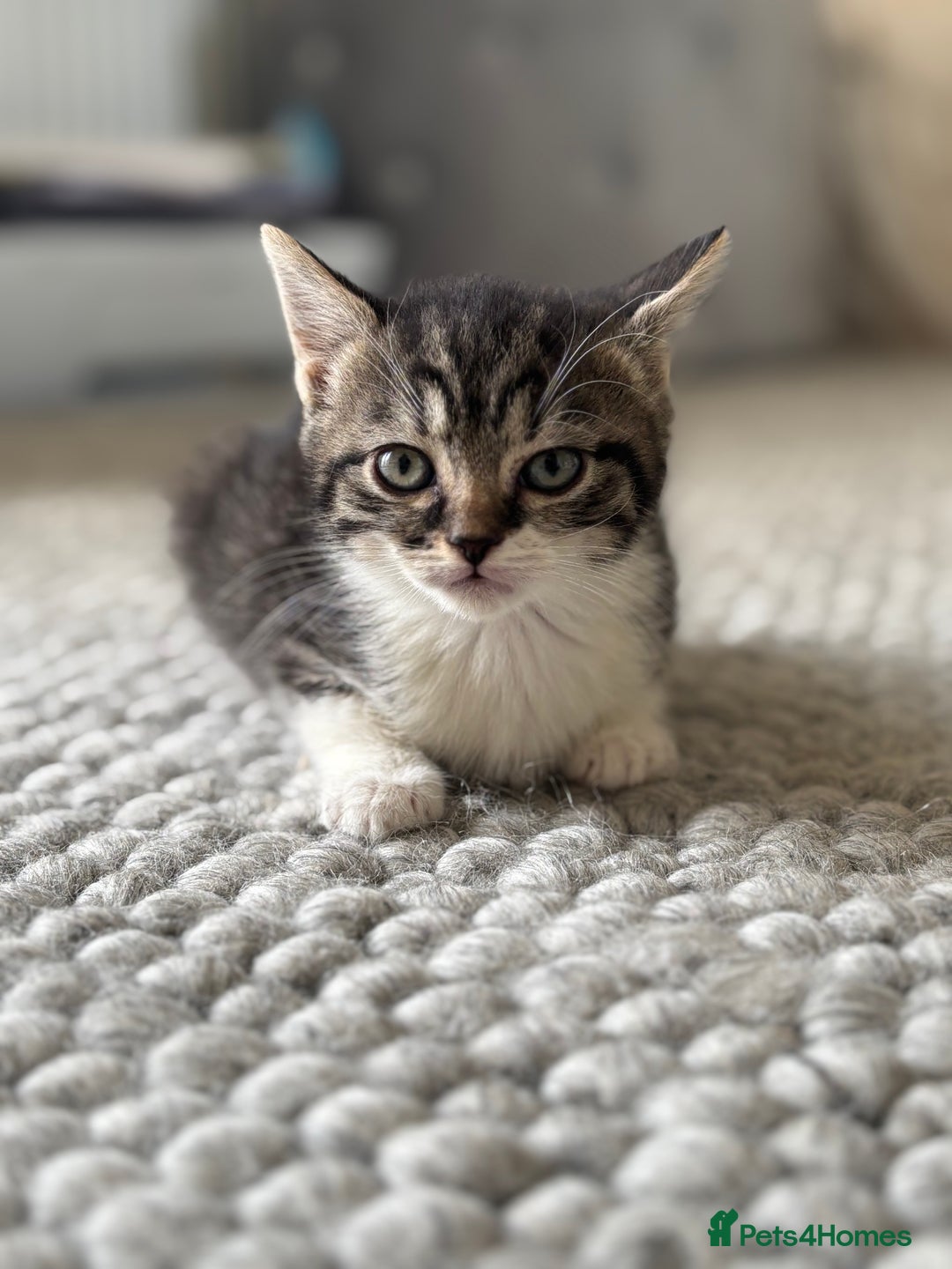 Persian cats for sale: Persian Russian doll x kittens  - Image 5