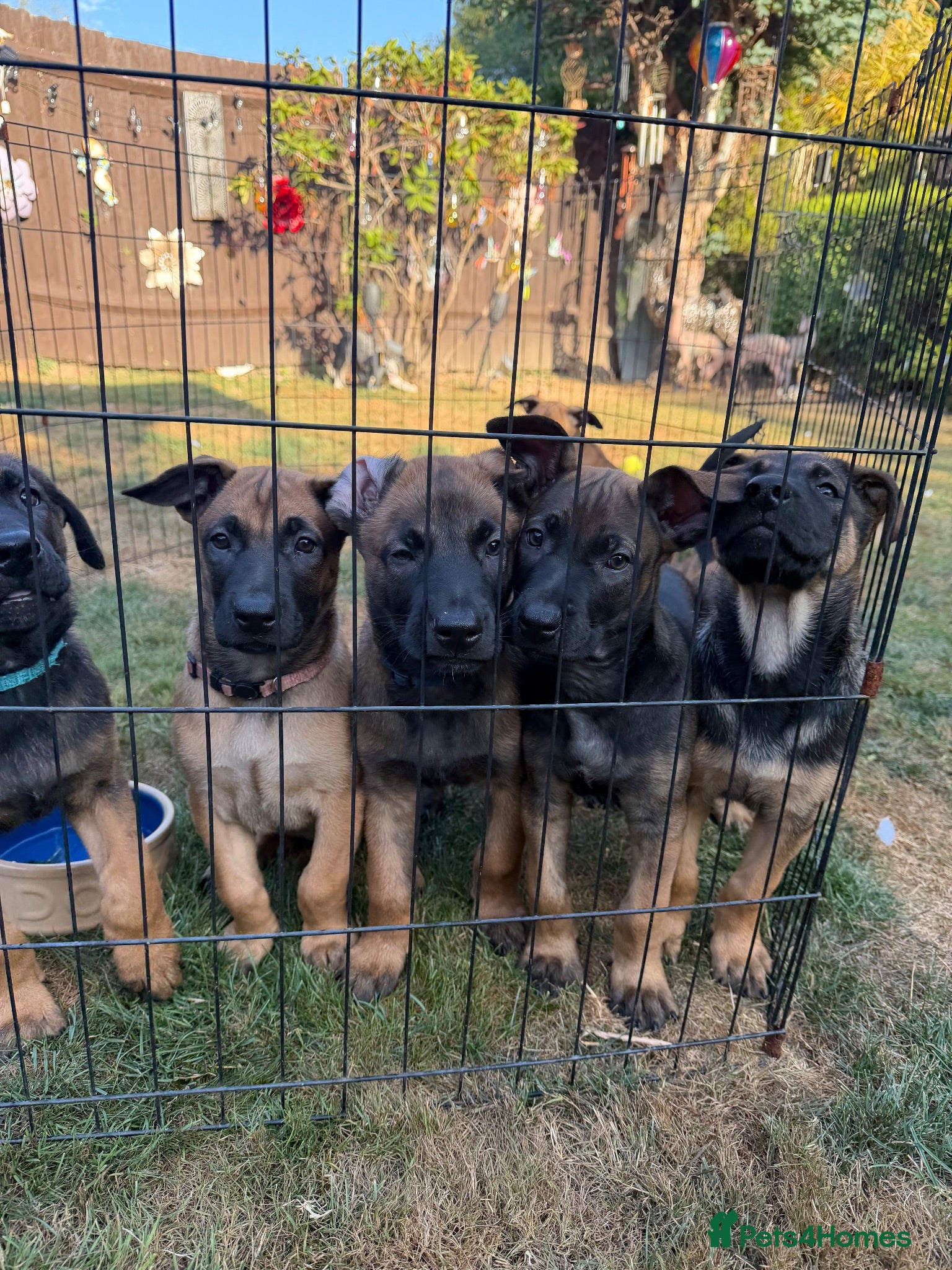 Belgian Shepherd Dog dogs for sale: Belgian Malinois puppies for sale!  - Advert 1