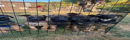 Belgian Shepherd Dog dogs for sale: Belgian Malinois puppies for sale!  - Advert 1