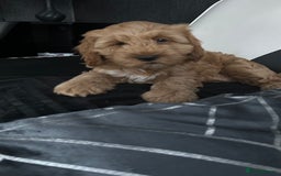 Cockapoo dogs for sale: Cockapoo in Chesterfield - Image 15