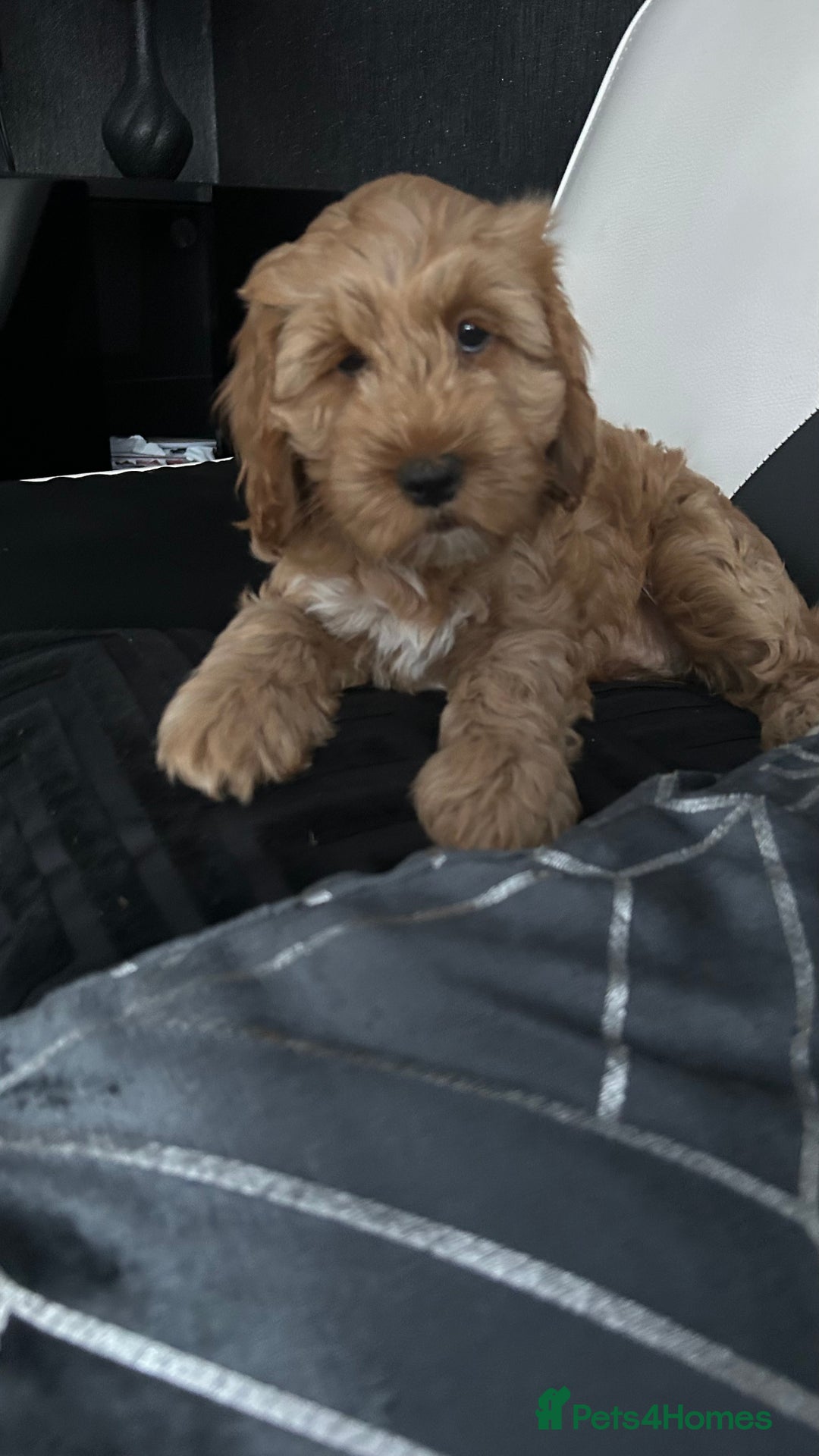 Cockapoo dogs for sale: Cockapoo in Chesterfield - Image 15