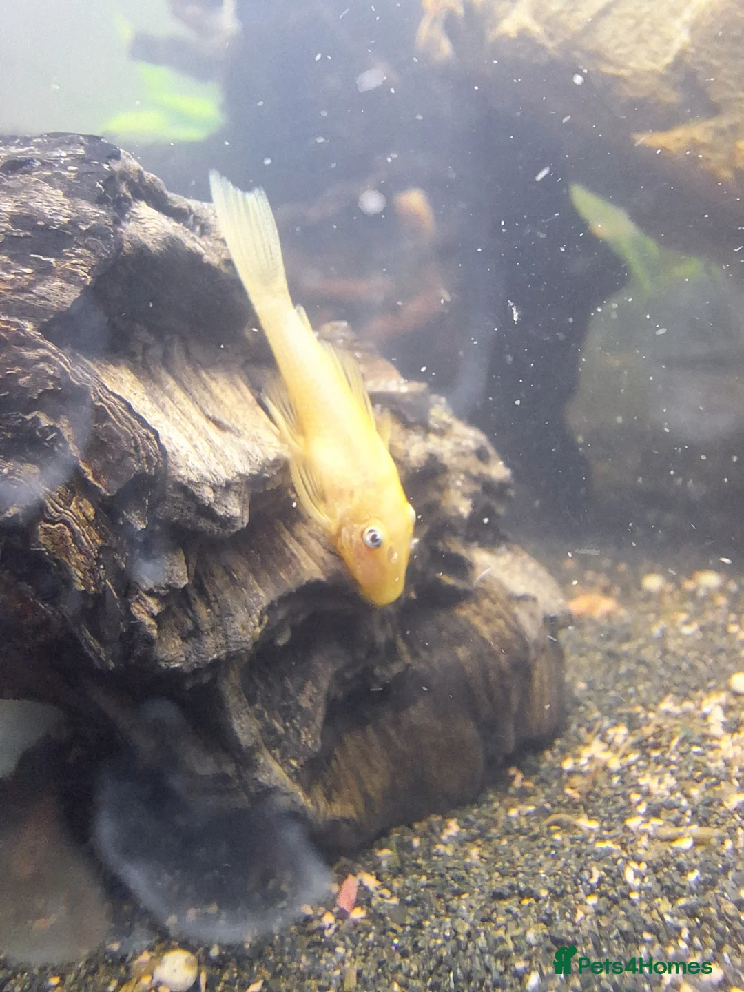 Plecos fish for sale: L144 Blue eyed lemon bristlenose pleco  - Advert 8